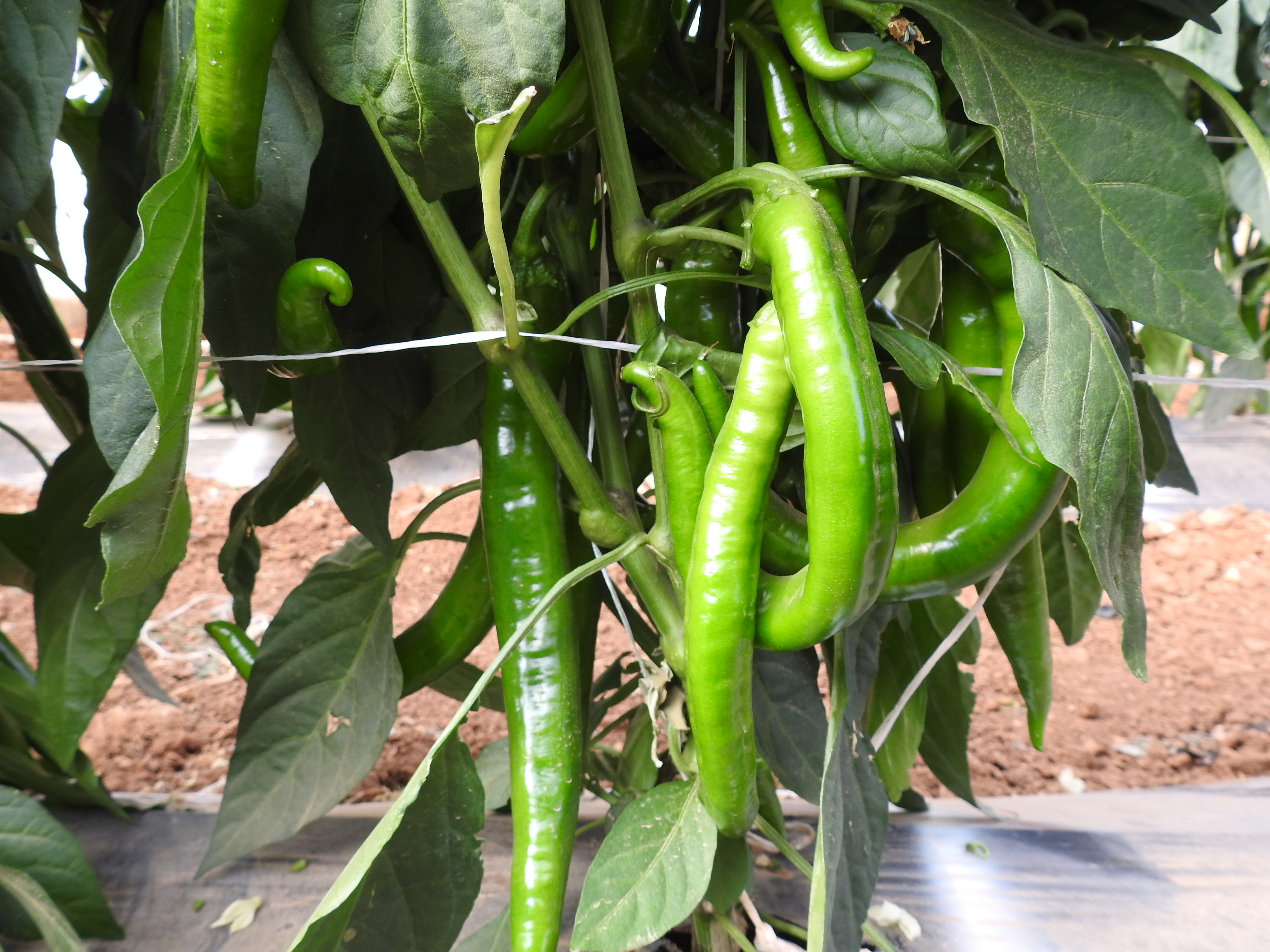 Hot pepper