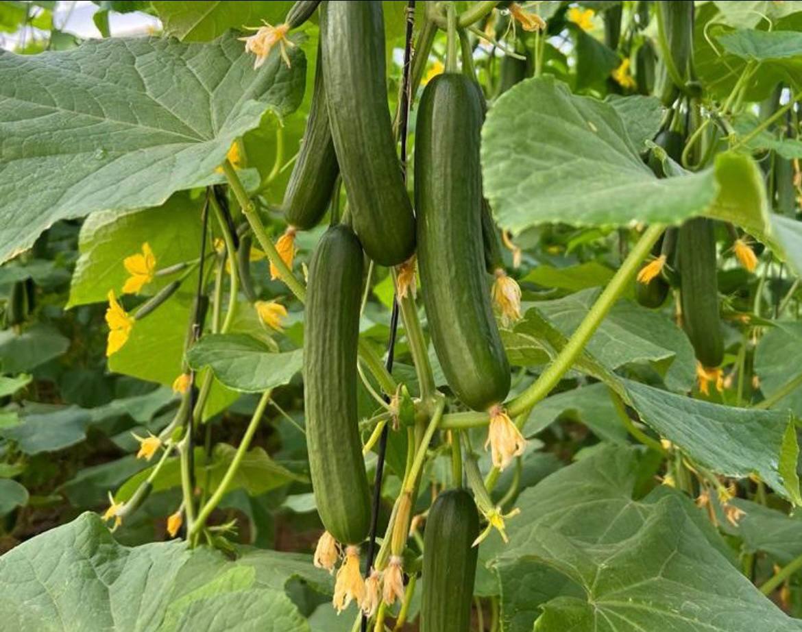 cucumber