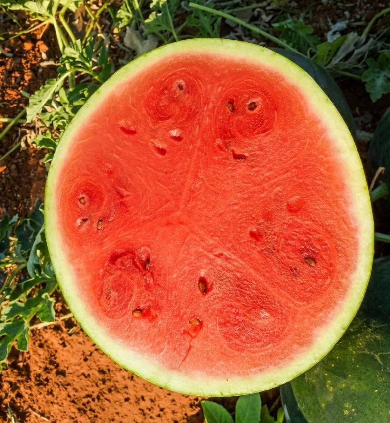 watermelon
